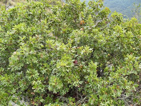 meet  tree maple leaf oak quercus acerfolia