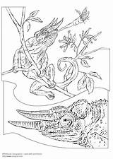 Kleurplaat Kameleon Colorare Camaleon Schoolplaten Kleurplaten Dibujos Grote sketch template