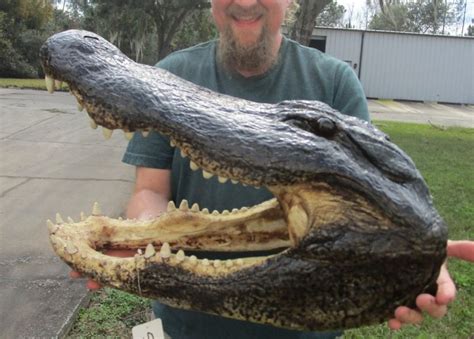 Huge 22 Inch Long Alligator Head From A 12 Foot Louisiana Etsy