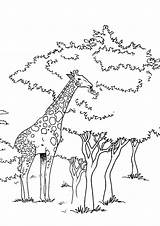 Colorare Giraffa Disegni Giraffe Pianetabambini Digunakan Mewarnai Kolase Hantu Burung Sketsa Bahan Tinta Dapat sketch template