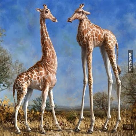 Crazy Giraffes ~ Funny Joke Pictures