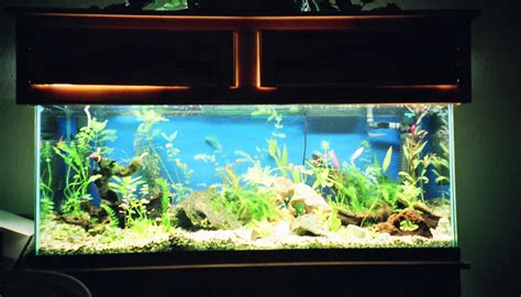 pz  fish tank