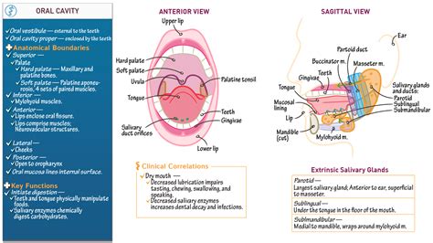 anatomy physiology oral cavity ditki medical biological sciences
