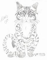 Tabby Realism Kitten sketch template