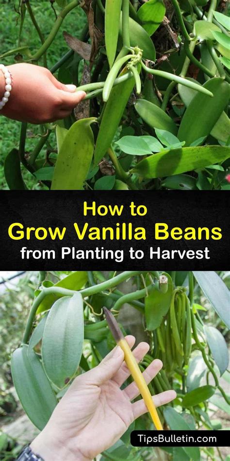 grow vanilla beans  planting  harvest grow vanilla beans