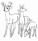 Deer Coloring Drinking Water Drawing Pages Getdrawings sketch template