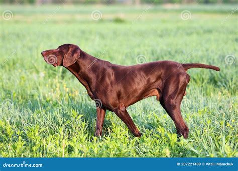 le chien de chasse brun  indicateur aux cheveux courts allemand de