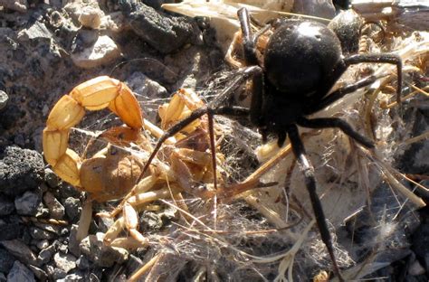 Black Widow Vs Bark Scorpion Arachnids Scorpion Black Widow Prey