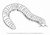 Millipede Draw Drawing Worms Pages Step Coloring Sketch Cartoon Make Centipede Tutorials Drawingtutorials101 Arthropod Template Sheet sketch template