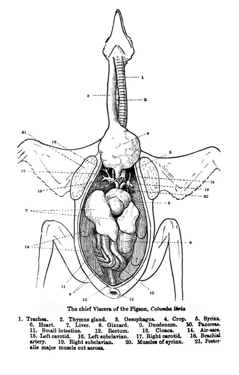 turkey anatomy lesson