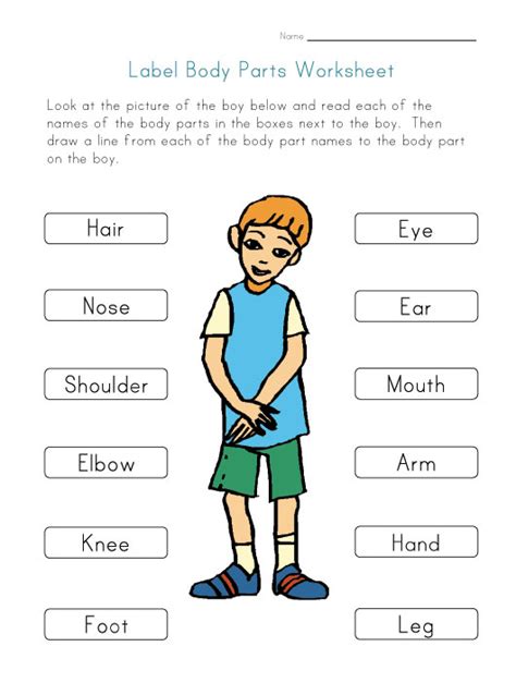 body parts worksheet  preschool human body crafts crafts