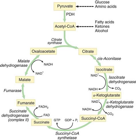 krebs cycle tca cycle mnemonic simplified biology
