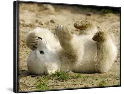 polar bear cub berlin germany photographic print franka bruns