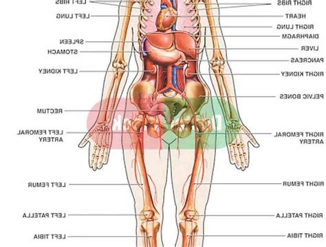 human external body parts diagram