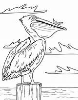 Coloring Pelican Museprintables Onlinecoloringpages sketch template