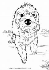 Labradoodle Coloring Pages Puppy Dog Goldendoodle Kids Adult Drawing Children Choose Board Little sketch template
