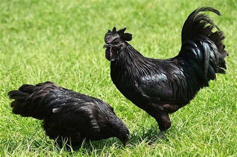 these all black chickens are incredibly rare black chickens