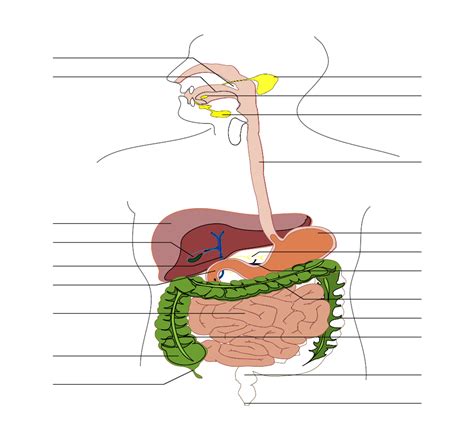 human digestive system diagram blank images pictures becuo