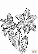 Amaryllis Coloring Pages Drawing Coloringbay Categories sketch template