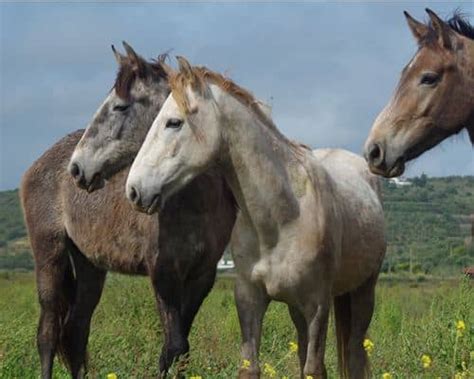 lunch  auction  raise funds  horses portugal resident