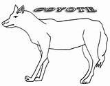 Coyote Coloring Pages Printable Print Cool2bkids sketch template