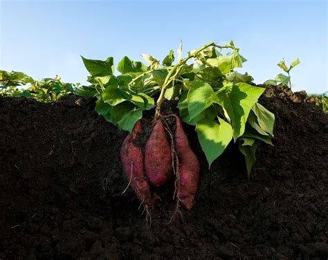 grow sweet potatoes sweet potato planting guide