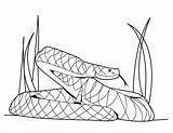 Snake Mamba Snakes Python Serpent Coloriage Sonnette Coloringhome Coloriages Burmese Reptiles sketch template
