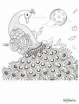 Coloring Adult Peacock Pages Printable Colouring Feather Peacocks Adults Drawings Pencil Sheets Feathers Detailed Book Print Kids sketch template