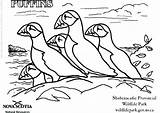 Coloring Pages Puffins Resources Natural Puffin Newfoundland Edupics Getcolorings Stained Glass Popular Printable Large sketch template