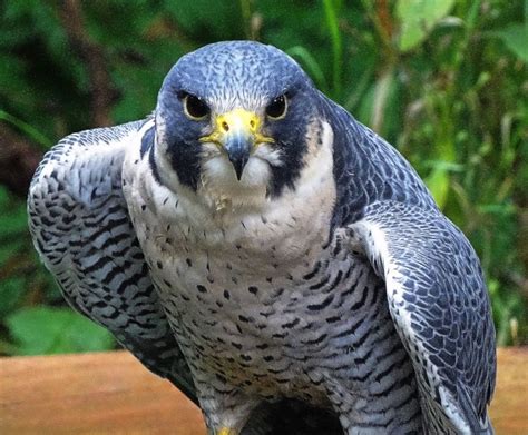 peregrine precision peregrine peregrine falcon pet birds