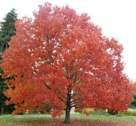 mitchelldean red  canadian maple acer rubrum