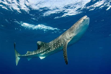 whale sharks       years   longer