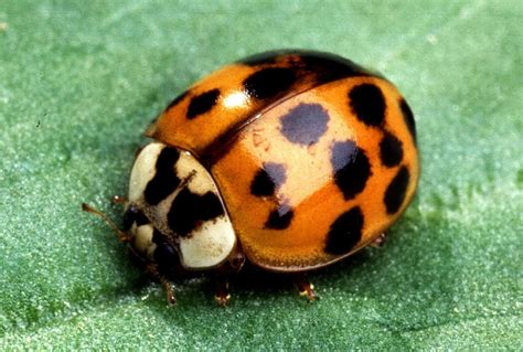 picture insect lady beetle