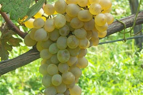 grape varieties georgian wine uk