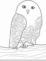 Owl Coloring Pages Snowy Birds Owls Animal Template Animals Printable Snow Templates Print Canadian Coloringpages1001 Colored Realistic Already Animated Printables sketch template