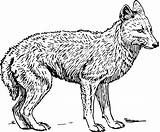 Clipart Coyote Color Coloring Jackal Pages Transparent Fox Kids sketch template