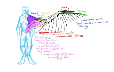 mernolan   fantasy anatomy theories wings drawing wing