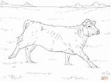 Angus Supercoloring Cows Getdrawings sketch template