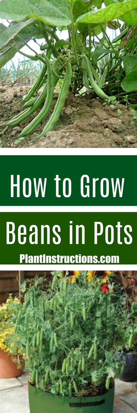 grow green beans   pot plant instructions