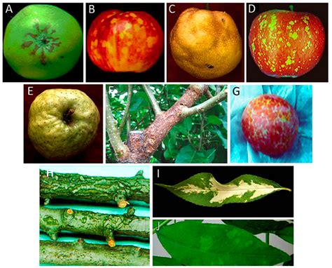 viruses  full text viroid diseases  pome  stone fruit trees  kochs postulates