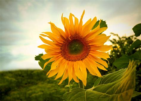 sunflower  stock photo public domain pictures