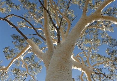 white bark trees   great  year