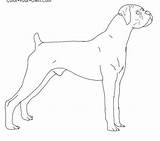 Coloring Dog Boxer sketch template