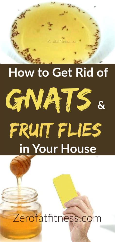 rid  gnats  fruit flies  home remedies zerofatfitness