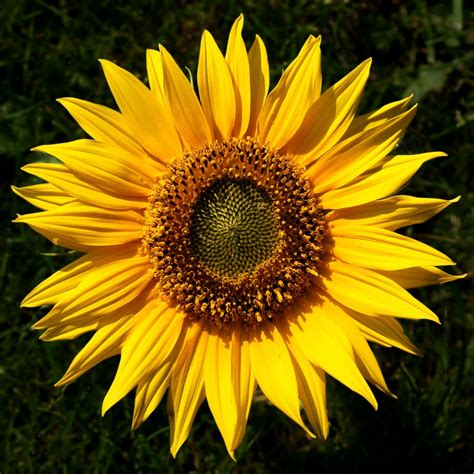 dateisunflower helianthus  editedpng wikipedia