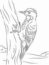 Woodpecker Coloring Pages Breasted Printable Woodpeckers Fulvous Drawing Pileated Nuthatch Template Getdrawings sketch template