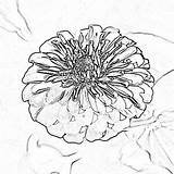 Zinnia Flower Sketch Drawing Digital Macro Closeup Floral Square Format Decor Shawn Getdrawings sketch template