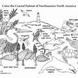 Habitat Coloring Coastal Habitats Biomes Northeastern America North Animals Category sketch template