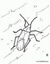 Coloring Grasshopper Pages Ant Library Clipart Comments Bug sketch template