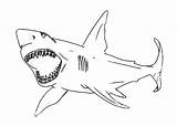 Coloring Jaws Shark Draw Pages Color Print Sketch Open Search sketch template